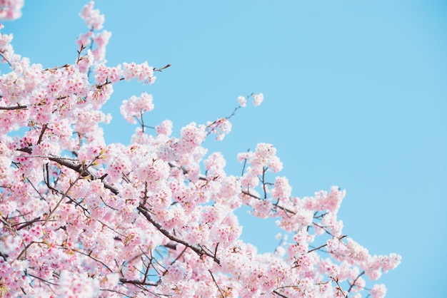 Niedrigwinkelansicht von Kirschblüten gegen den Himmel