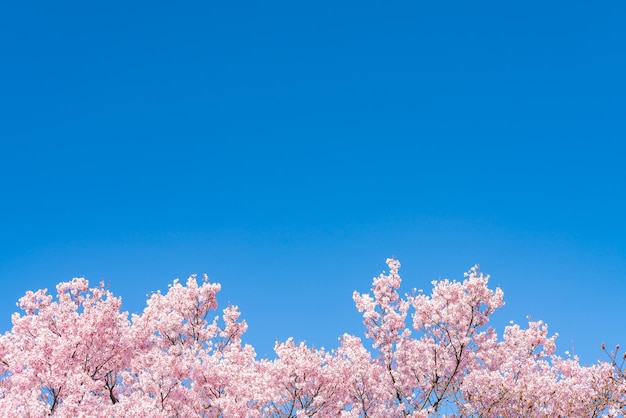 Niedrigwinkelansicht von Kirschblüten vor dem blauen Himmel