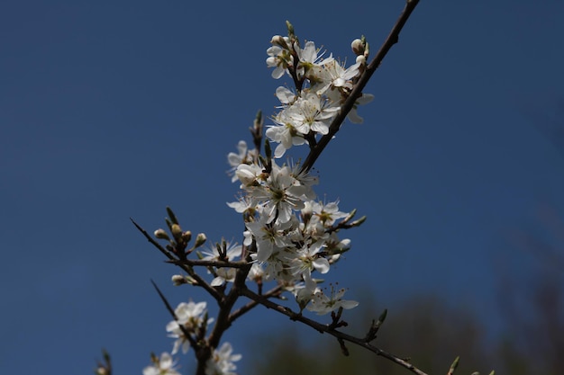 Foto niedrigwinkelansicht von kirschblüten vor klarem himmel