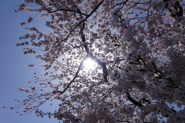 Foto niedrigwinkelansicht von kirschblütenbäumen gegen den himmel