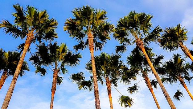 Foto niedrigwinkelansicht von kokospalmen gegen den himmel