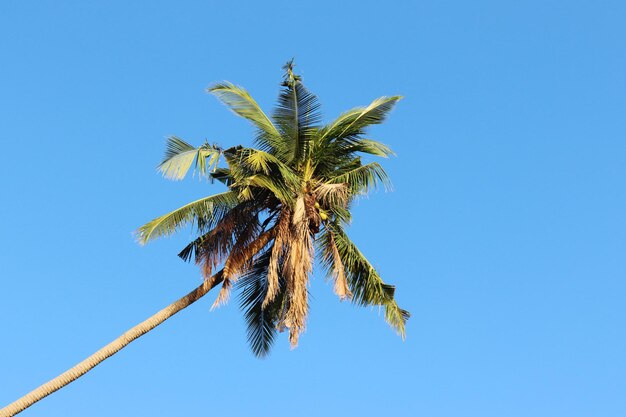 Niedrigwinkelansicht von Kokospalmen vor klarem blauen Himmel