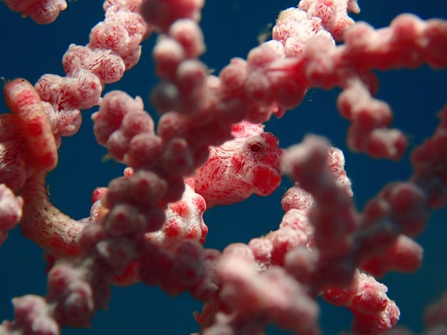 Niedrigwinkelansicht von Korallen im Meer