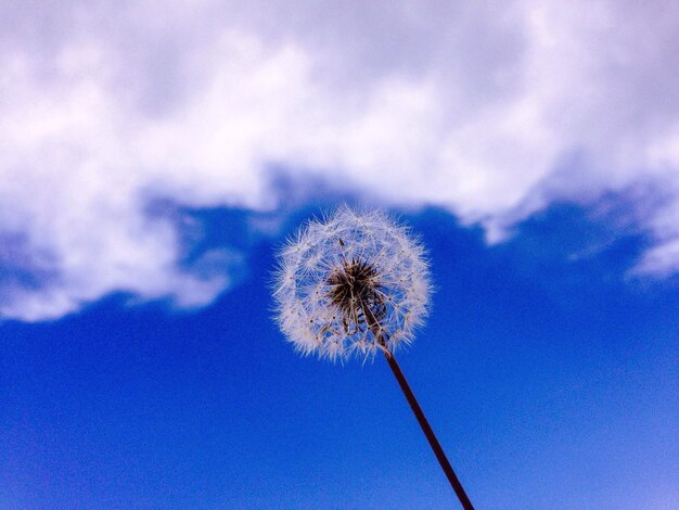 Niedrigwinkelansicht von Löwenzahn vor blauem Himmel