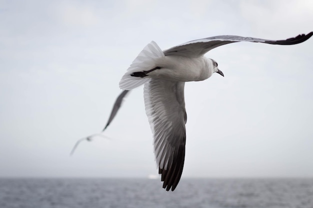 Niedrigwinkelansicht von Möwen, die gegen den Himmel fliegen