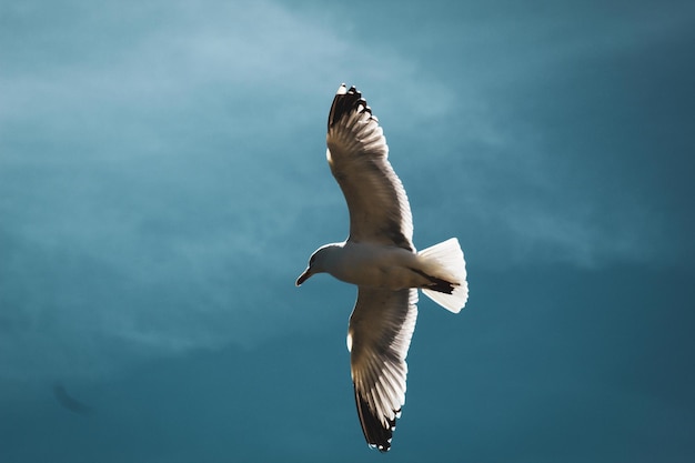 Niedrigwinkelansicht von Möwen, die gegen den Himmel fliegen
