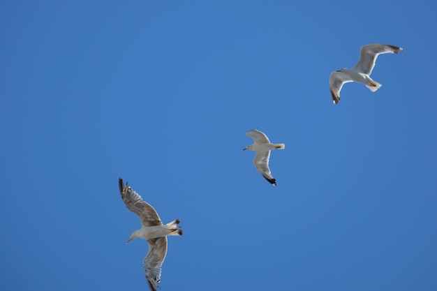 Niedrigwinkelansicht von Möwen, die gegen einen klaren blauen Himmel fliegen