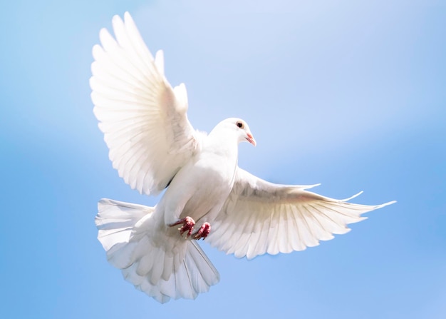Niedrigwinkelansicht von Möwenfliegen
