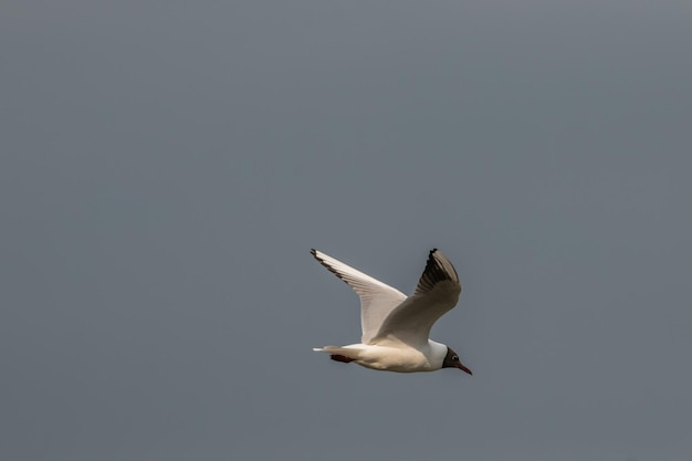 Foto niedrigwinkelansicht von möwenfliegen