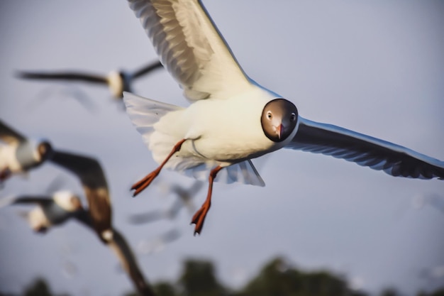 Foto niedrigwinkelansicht von möwenfliegen