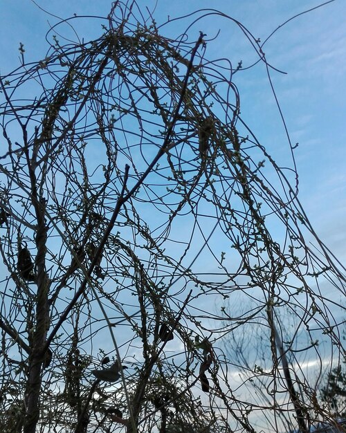 Foto niedrigwinkelansicht von nackten bäumen gegen den himmel