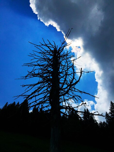 Foto niedrigwinkelansicht von nackten bäumen gegen den himmel
