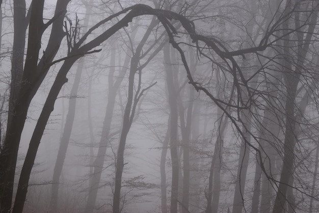 Foto niedrigwinkelansicht von nackten bäumen im wald im winter