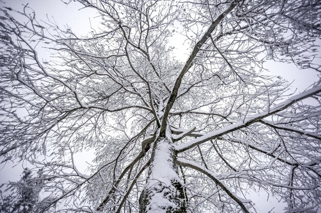 Foto niedrigwinkelansicht von nackten bäumen im winter