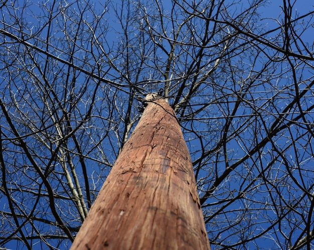 Foto niedrigwinkelansicht von nackten bäumen vor blauem himmel