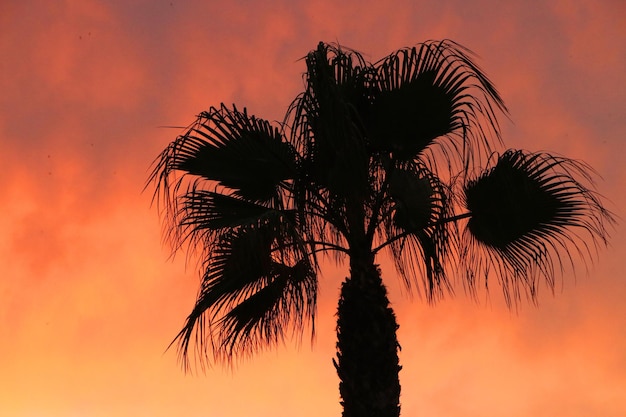 Niedrigwinkelansicht von Palmen gegen den Himmel bei Sonnenuntergang