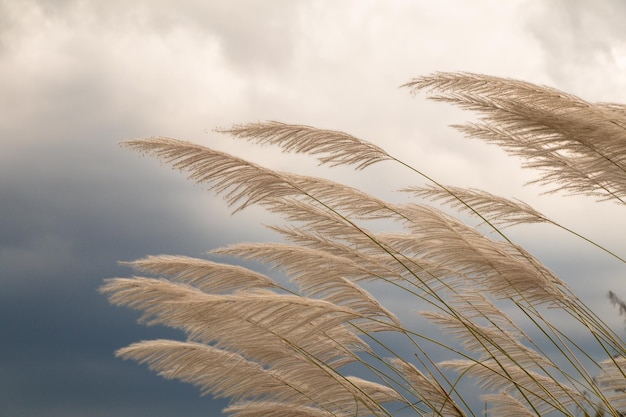 Niedrigwinkelansicht von Palmen gegen den Himmel