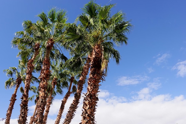 Foto niedrigwinkelansicht von palmen gegen den himmel