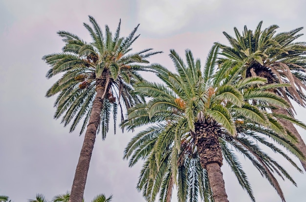 Foto niedrigwinkelansicht von palmen gegen den himmel