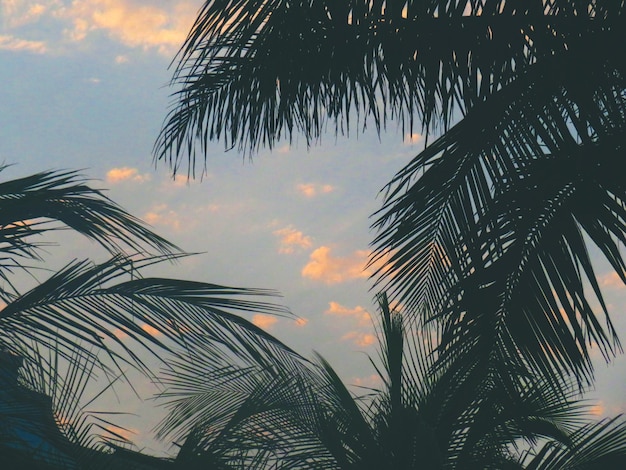 Niedrigwinkelansicht von Palmen gegen den Himmel
