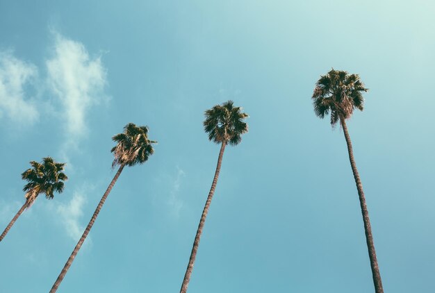 Niedrigwinkelansicht von Palmen vor blauem Himmel