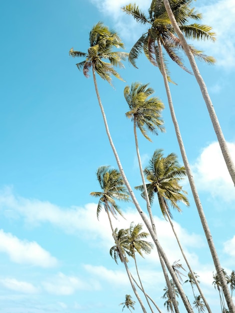 Niedrigwinkelansicht von Palmen vor dem blauen Himmel an einem windigen Tag