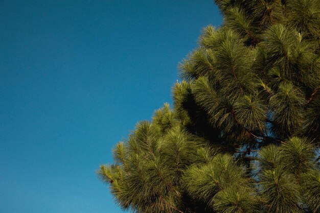 Niedrigwinkelansicht von Palmen vor klarem blauen Himmel