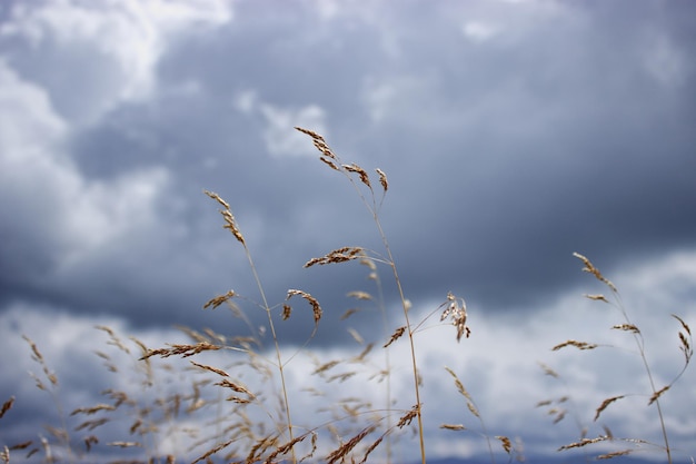 Foto niedrigwinkelansicht von pflanzen gegen den himmel