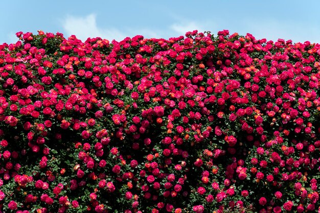 Niedrigwinkelansicht von rosa blühenden Rosen gegen den Himmel