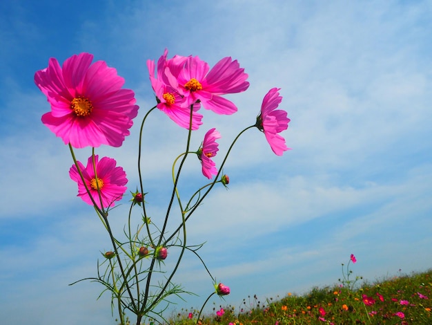 Niedrigwinkelansicht von rosa Blumen, die auf dem Feld blühen