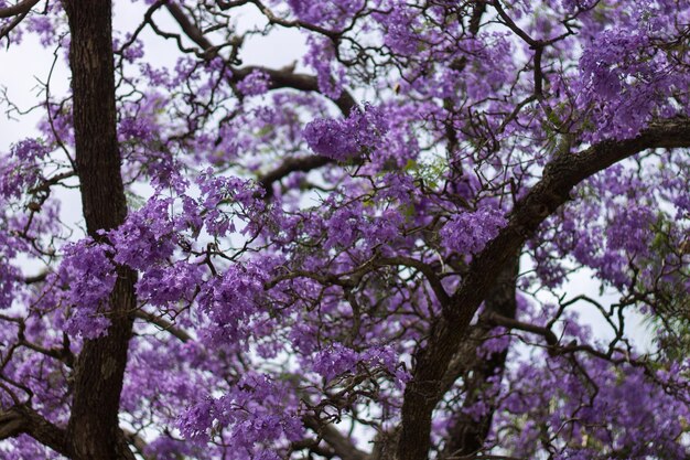 Foto niedrigwinkelansicht von rosa blumen, die auf einem baum blühen.