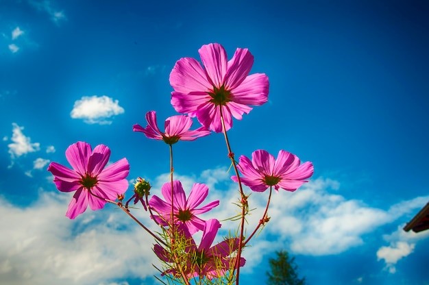 Niedrigwinkelansicht von rosa Blumen, die gegen den Himmel blühen