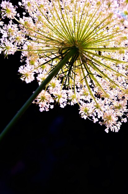 Foto niedrigwinkelansicht von rosa blumen, die im garten blühen