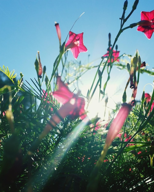 Niedrigwinkelansicht von rosa Blumen gegen den Himmel an einem sonnigen Tag