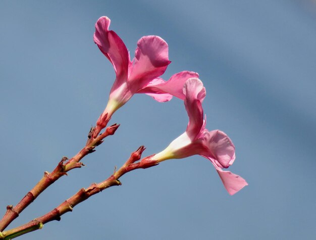 Niedrigwinkelansicht von rosa Kirschblüten vor klarem Himmel