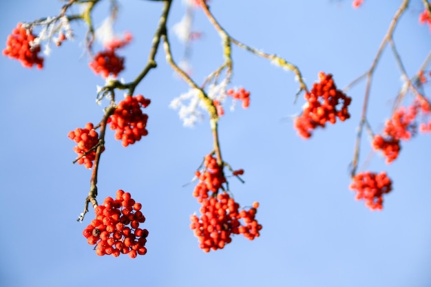 Foto niedrigwinkelansicht von roten beeren auf einem baum gegen den himmel