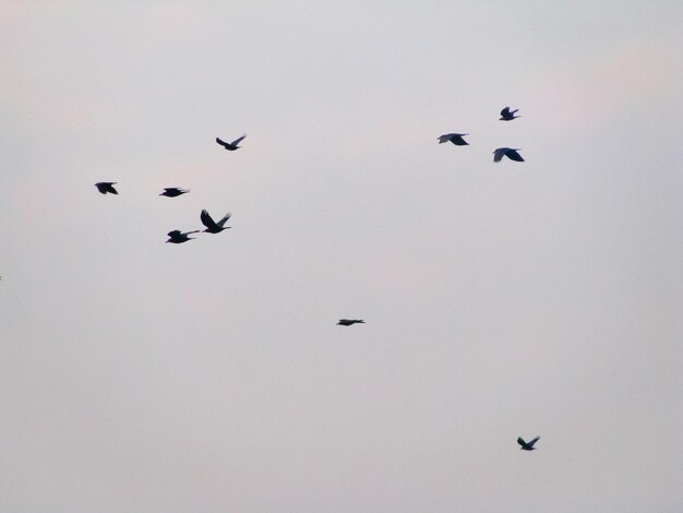 Foto niedrigwinkelansicht von silhouette-vögeln, die am himmel fliegen