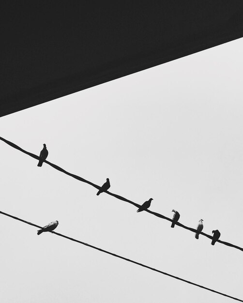 Foto niedrigwinkelansicht von silhouette-vögeln, die auf einem kabel gegen den himmel sitzen