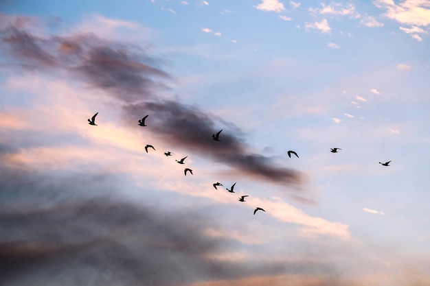 Niedrigwinkelansicht von Silhouette-Vögeln, die bei Sonnenuntergang am Himmel fliegen