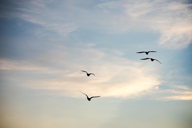Niedrigwinkelansicht von Silhouette-Vögeln, die gegen den Himmel fliegen
