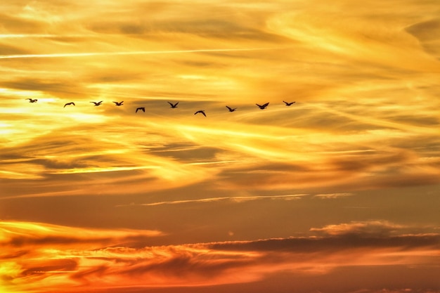 Niedrigwinkelansicht von Silhouette-Vögeln, die gegen den orangefarbenen Himmel fliegen