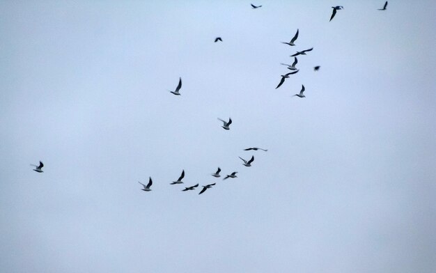 Foto niedrigwinkelansicht von silhouette-vögeln, die gegen einen klaren himmel fliegen