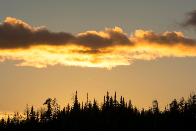 Niedrigwinkelansicht von Silhouetten von Bäumen gegen den Himmel bei Sonnenuntergang