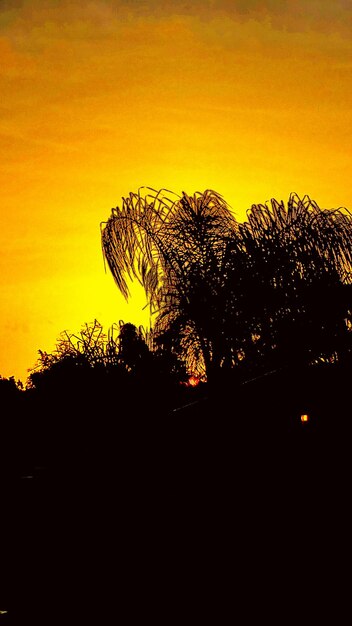 Foto niedrigwinkelansicht von silhouetten von bäumen gegen den himmel bei sonnenuntergang