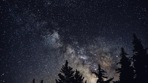 Niedrigwinkelansicht von Silhouettenbäumen gegen den Himmel bei Nacht