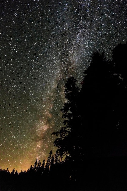 Niedrigwinkelansicht von Silhouettenbäumen gegen den Himmel bei Nacht