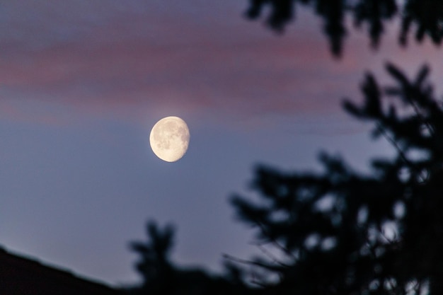 Niedrigwinkelansicht von Silhouettenbäumen gegen den Himmel während des Sonnenuntergangs