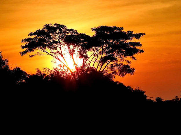 Foto niedrigwinkelansicht von silhouettenbäumen gegen den orangefarbenen himmel