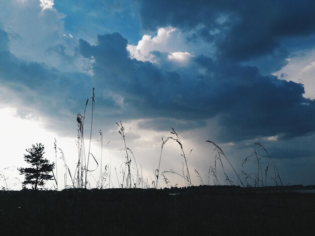 Foto niedrigwinkelansicht von silhouettenpflanzen auf dem feld gegen den himmel