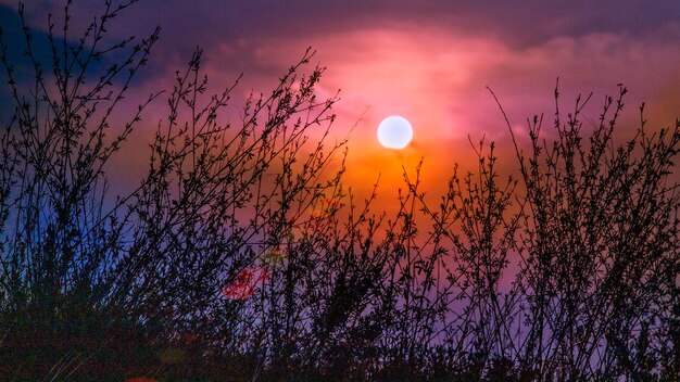 Foto niedrigwinkelansicht von silhouettenpflanzen gegen den himmel bei sonnenuntergang